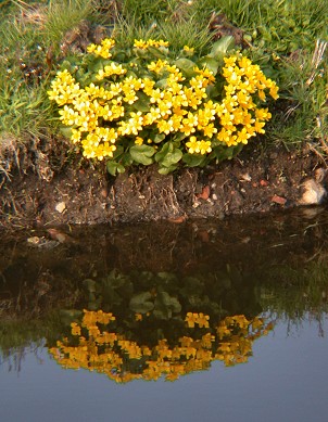 Dotterbloem120403