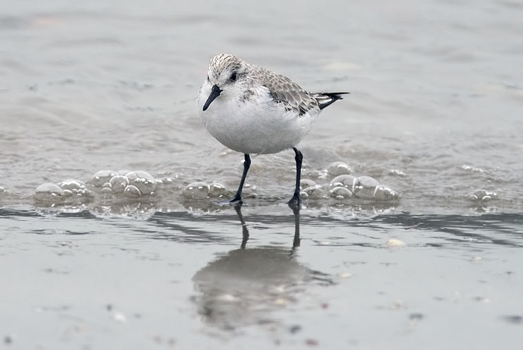 Drieteenstrandloper190207