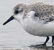 Drieteenstrandloper190207A