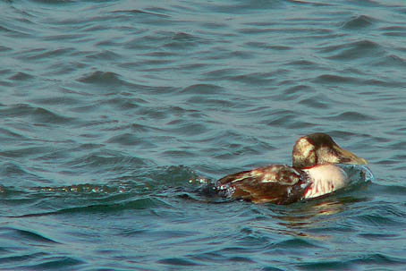 Eider040106