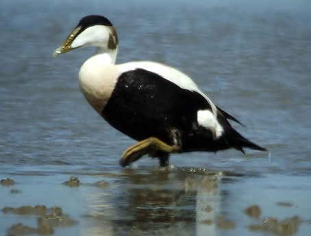 Eider090606