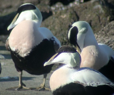 Eiders_m180203