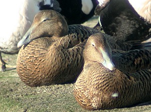 Eiders_vr180203