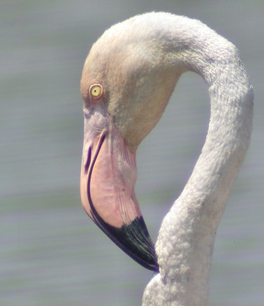 Flamingo170603B