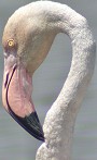 Flamingo170603B