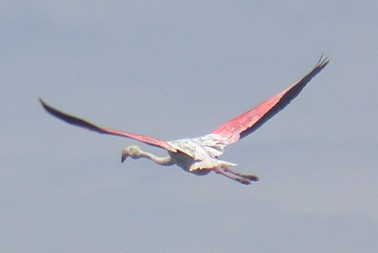 Flamingo170603C