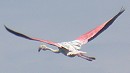 Flamingo170603C
