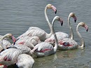 Flamingos170603