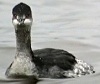 Geoordefuut011204