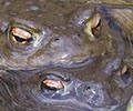 Gewonepadden130308