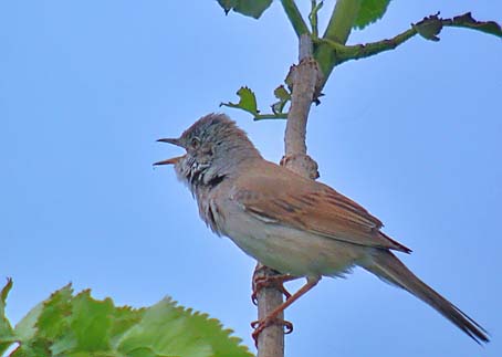 Grasmus230505A