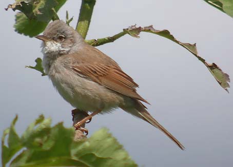 Grasmus230505D