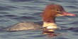 Grotezaagbek_juv051103A