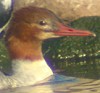 Grotezaagbek_juv051103