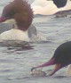 Grotezaagbek_vis100204