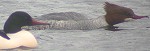 Grotezaagbekken100204_baltsB