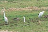 Grotezilverreigers010205A