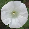 Haagwinde130803