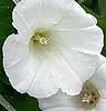 Haagwinde280706