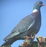 Houtduif290204