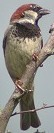 Huismus010703