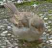 Huismus080505