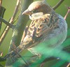 Huismus221203A