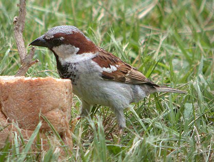 Huismus240604A