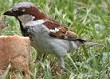 Huismus240604A