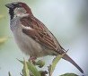 HuismusA_Lot_juni02