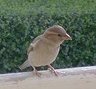 Huismus_Nelly200604