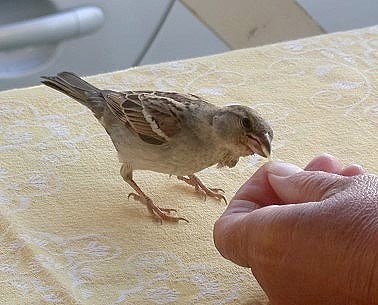 Huismus_Nelly200604A