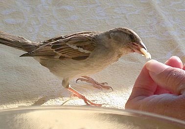 Huismus_Nelly200604B