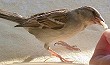 Huismus_Nelly200604B