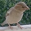 Huismus_Nelly200604