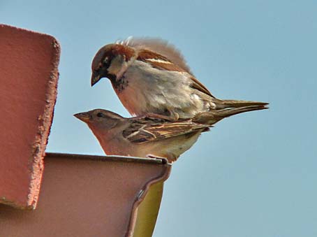 Huismussen090605B