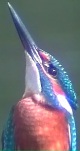 IJsvogelM010901