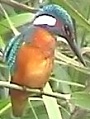 IJsvogelV010901