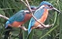 IJsvogels230704