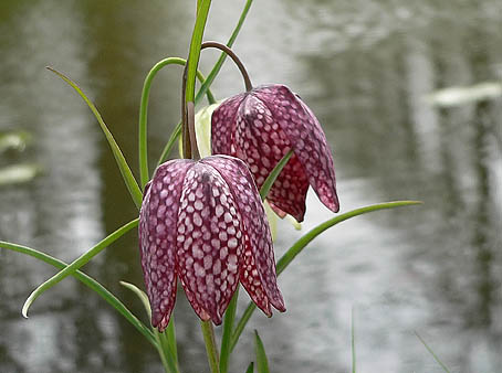 Kievitsbloemen200406