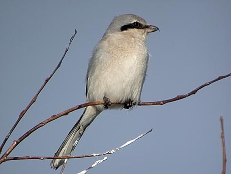 Klapekster250105B