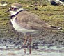 Kleineplevier290603