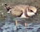 Kleineplevier_juv290702