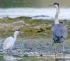 Kleinezilver_blauwereiger240604A