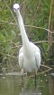 Kleinezilverreiger050503B