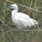 Kleinezilverreiger050503D