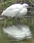Kleinezilverreiger050503
