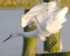Kleinezilverreiger200704
