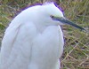 Kleinezilverreiger210104A