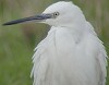 Kleinezilverreiger210104